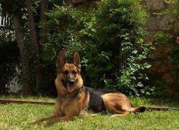 SG Anna Von Rozzenheim