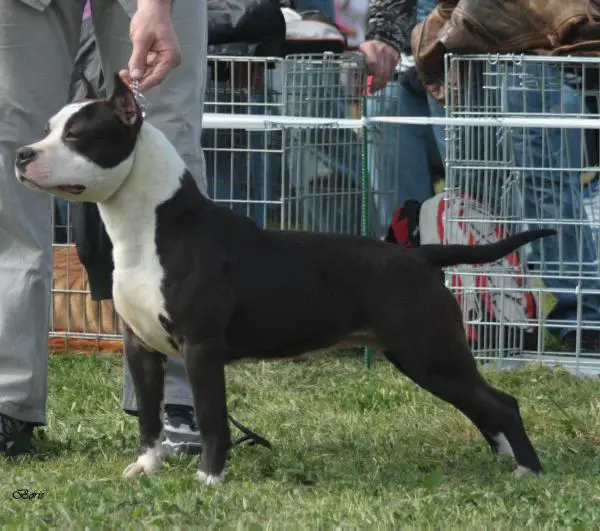 Fly Sirmiland Of Ural Staff