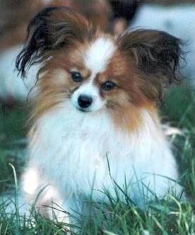 Pipistrelle Little Butch