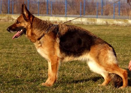 LGZS-V Bea vom Volkersberg