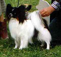 Pierosas Beelsebub