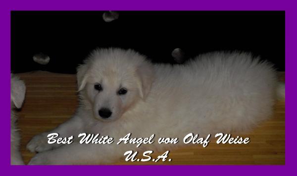 Best white Angel von Olaf Weise