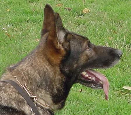 G Enni von der Schafereiche