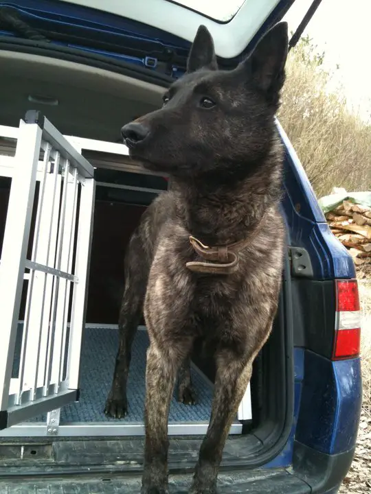 Stemma's Zilver-Nero Jr