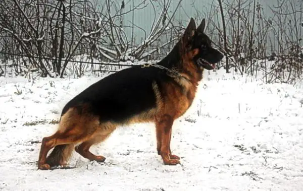 SG-16 BSZS2013 Racker vom Kuckucksland