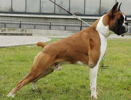 MULTI CH Ferrari De Las Arillas