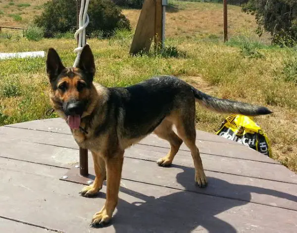 Bedda von der Ransch-Vincent