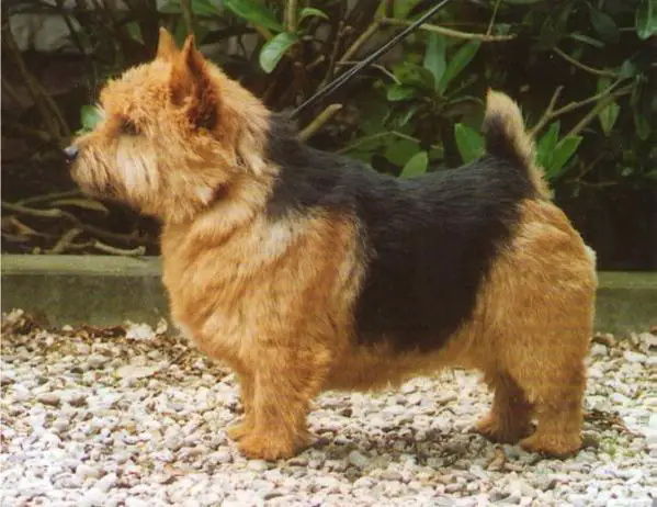 CH BELG, LUX WYCHCOVER JAX