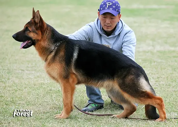 Perry of giheung kennel