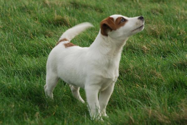 CH (ANCH 12) Taylortay Bodgereedoo