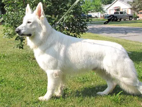 UKC CH Baughman's King Of Gods Zeus