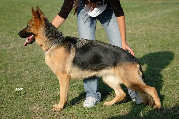 Edelveis Kubani Shakkira