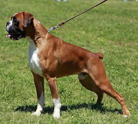 DAN DU CINQUIÈME DÔME