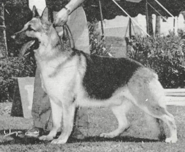 CH/BIM US Blitzen of Stevens Rancho