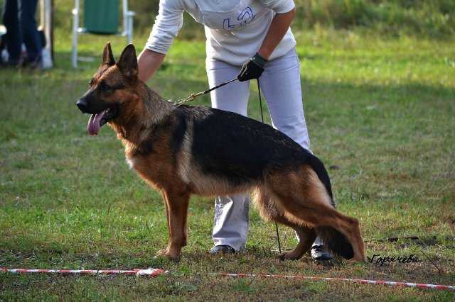 CHRU, CHRKF, V1 Aurum Aglis Zhe' Oze,