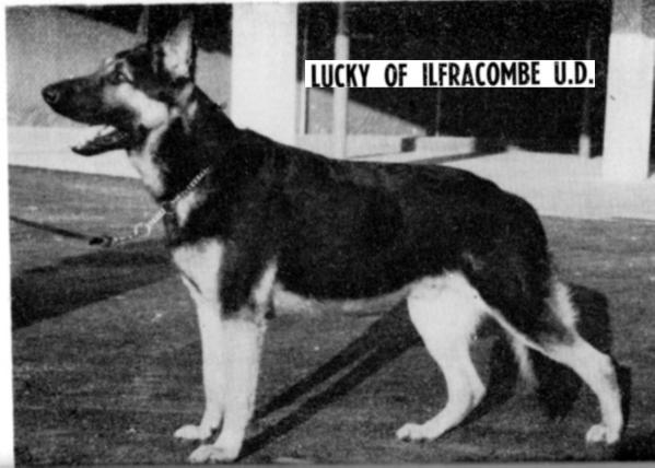 Lucky of Ilfracombe