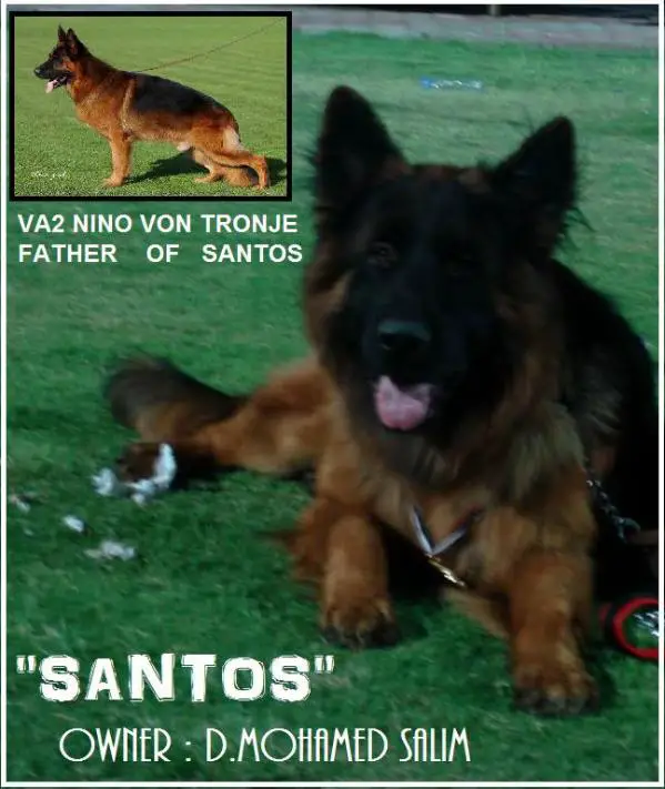 Santos vom Bitburger Land