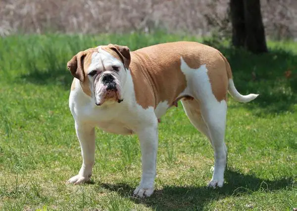 Roc Steady's Kota of Guradians