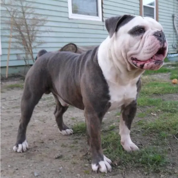 Pacific Blue's Gorilla aka Kong