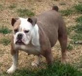 What a mug blue dove