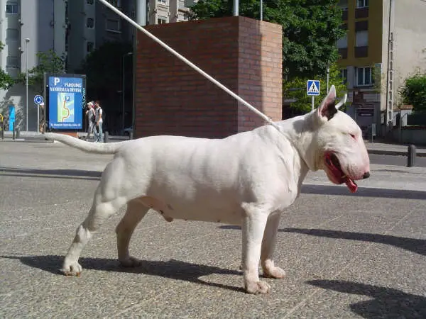 Snowball de Lord Bull