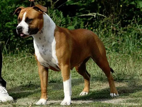 Pageant's Final Fantasy