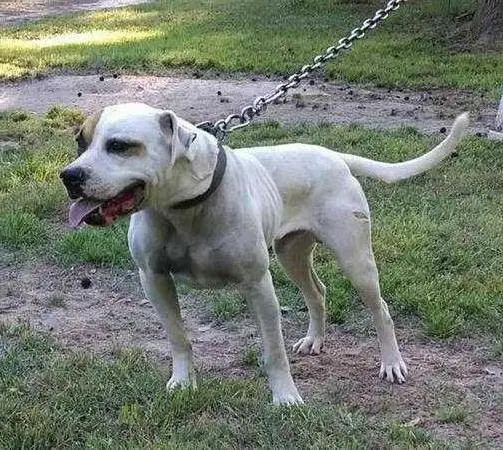 BDK's Dirty Pine Goblin of Cobblestone