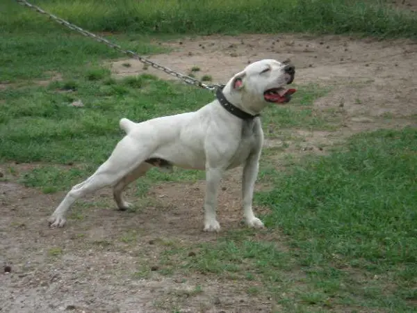 BDK's Nubbin Mclovin of ST