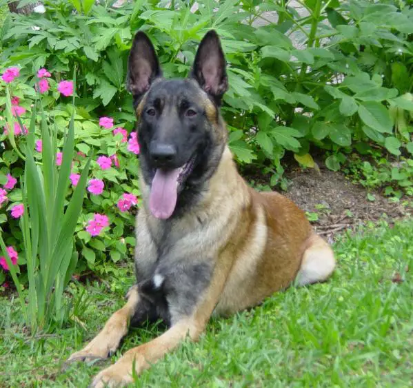 Caoba de Santa Maria de las Piedras