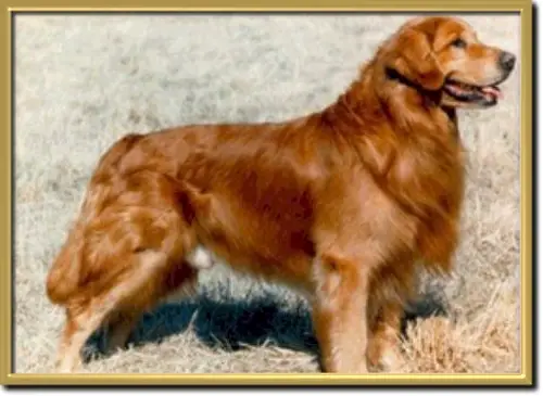 CH Can Bda Cummings' Gold-Rush Charlie