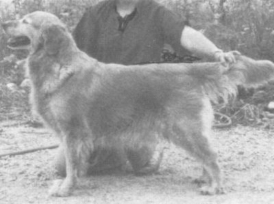 CH Can Kyrie Silvercrest Ard'Kir