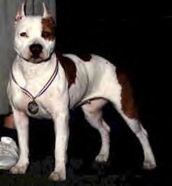 CH Touch O'Class Daddy's Girl