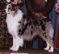 HOF AKC/ASCA CH Moonlights Hottest Thing Goin