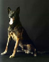 Leopol NVBK 21758