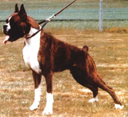 CH JAHRES.KLUBSIEGER Carlino von Nassau-Oranien