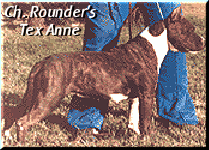 CH. Rounder's Tex Annie