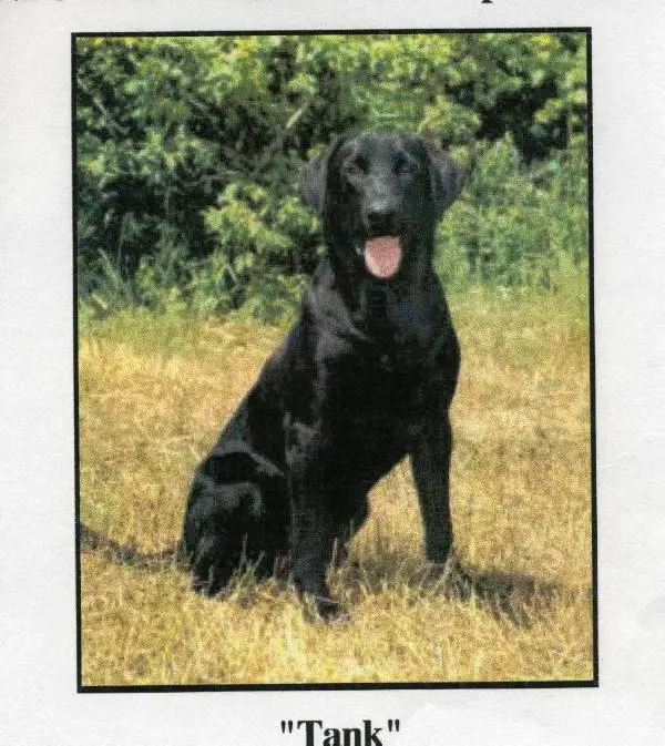 NFC NAFC Candlewoods Super Tanker