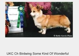 UKC CH Birdwings Some Kind of Wonderful