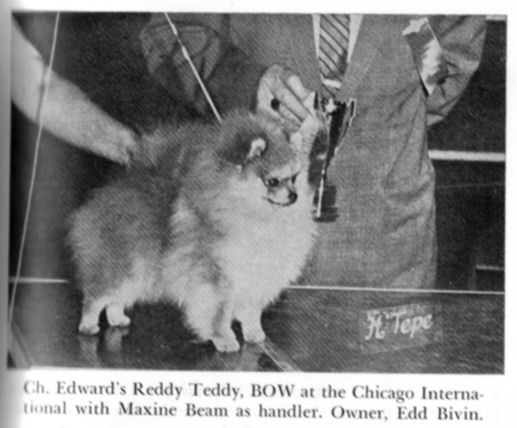 AM CH Edward's Reddy Teddy