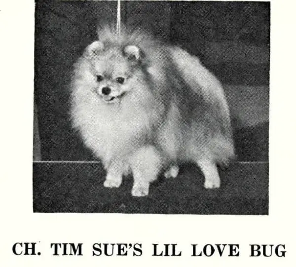 AM CH BIS Tim Sue's Lil Love Bug