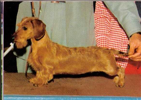 Ch. Am. Ch. Chris Harbors Jezebel MW(2)