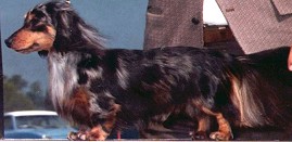 AM. CH Dachsheider's Silver Diamond