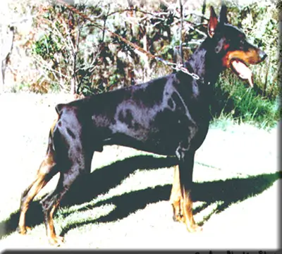 Graff V Norden Stamm