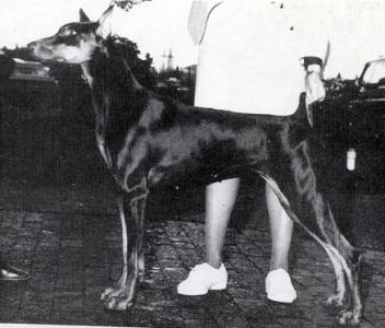 AM. CH. CAN. CH. Sherluck's Private Benjamin