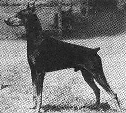 CH Steb's Top Skipper