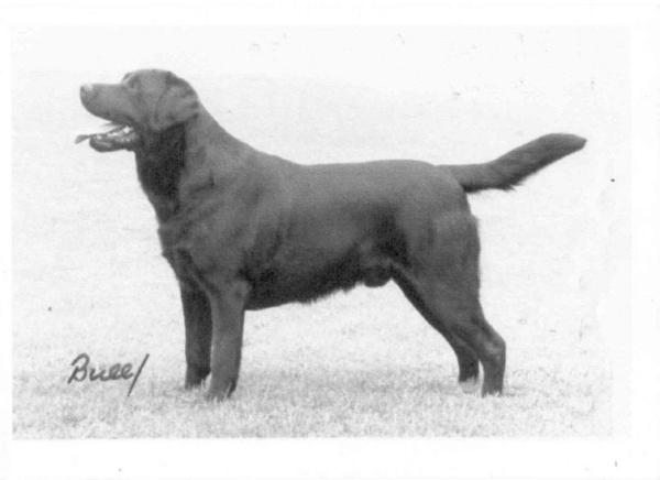 ENG CH Cambremer Jazz Singer