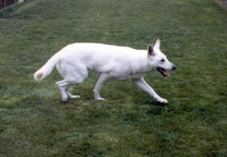 Fleur (Jansen, F.J.)