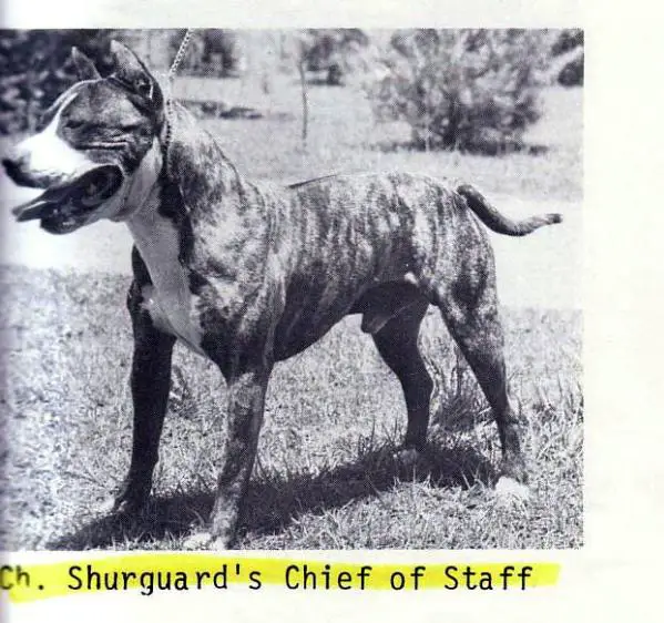 Ch. Shurguard's Chief of Staff