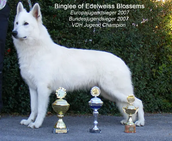 EUROPAJR,SIEGER 07 Binglee of Edelweiss Blossems