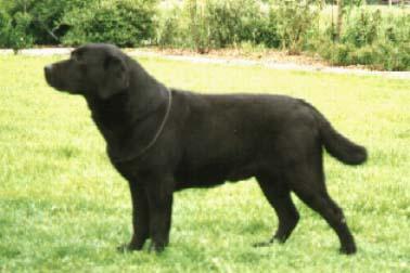 Glosmere Badger